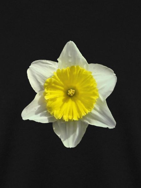 Narzissenblüte