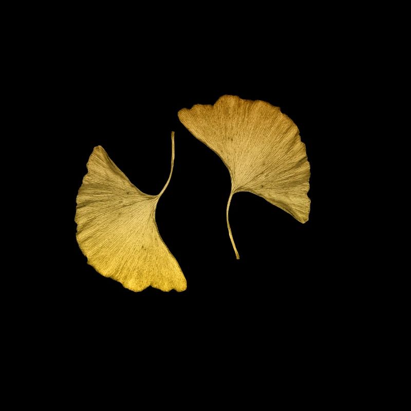 goldene Ginkgo Blätter