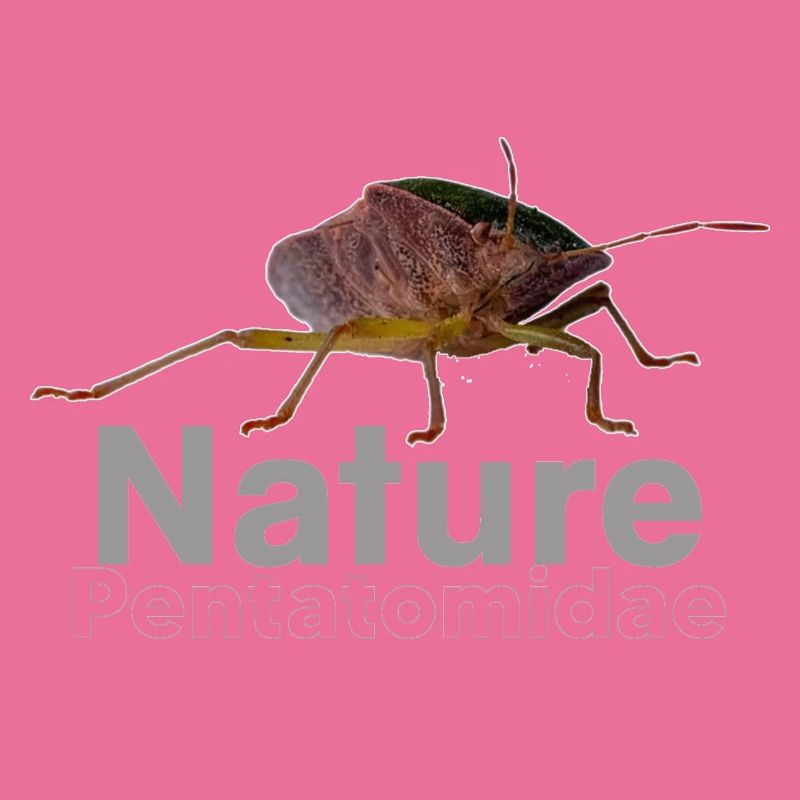 Natur Pentatomidae