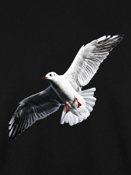 Möwe Shirt