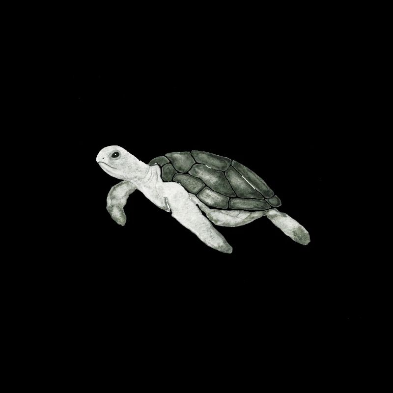 Tier Meerestier Schildkröte