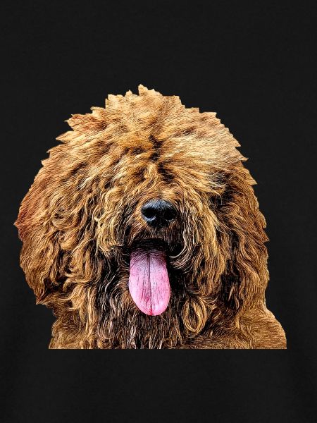 Goldendoodle