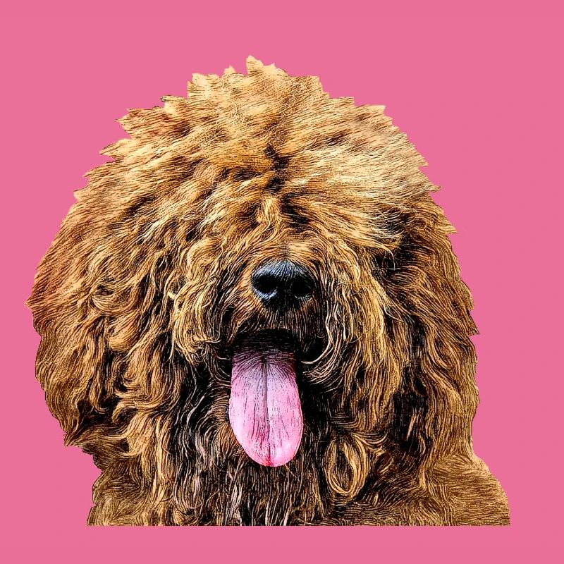 Goldendoodle