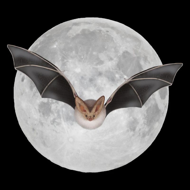 Chauve-souris