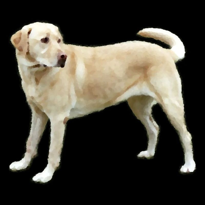 Labrador in Hellbraun