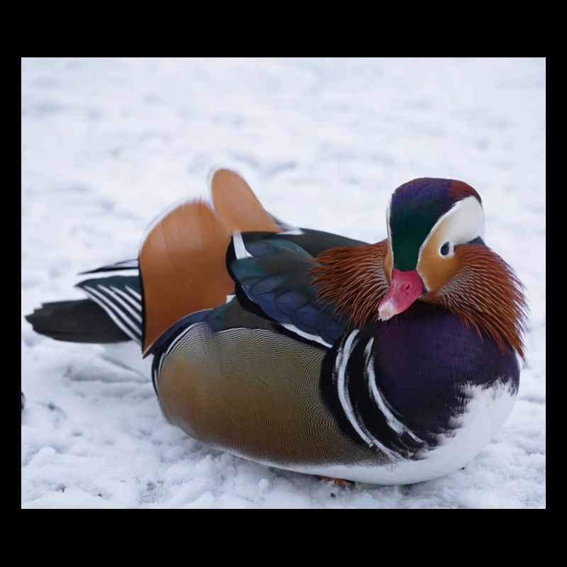 Mandarinente