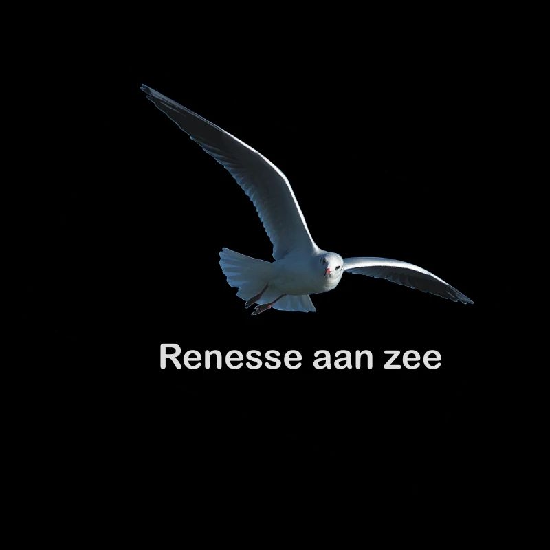 Renesse Moewe