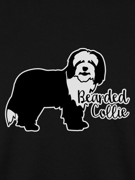 Bearded Collie