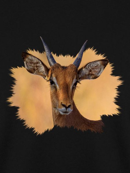 Impala