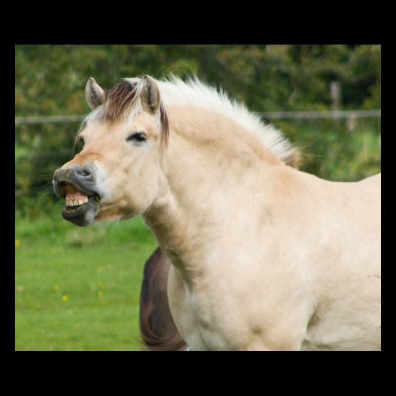 Cheval. Cheval.