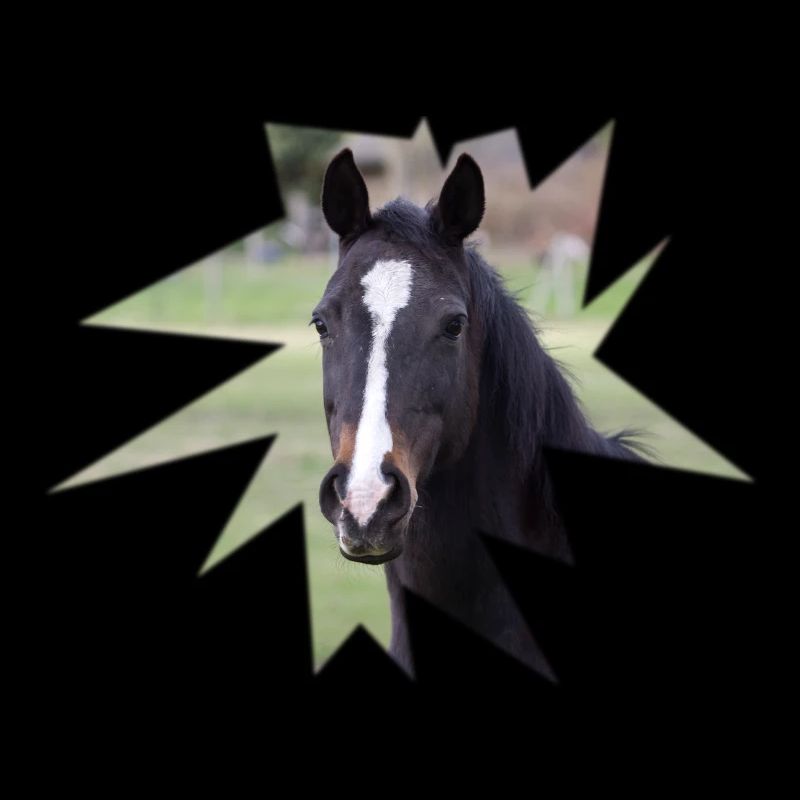 Cheval. Cheval.