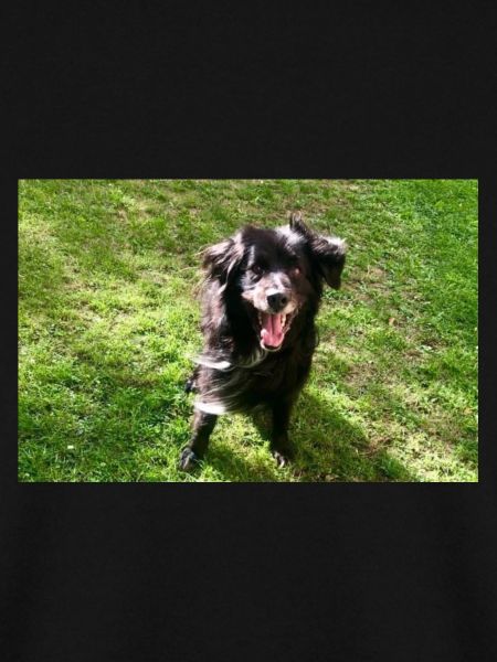 Hund Dog Samy