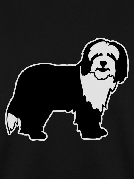 Bearded Collie