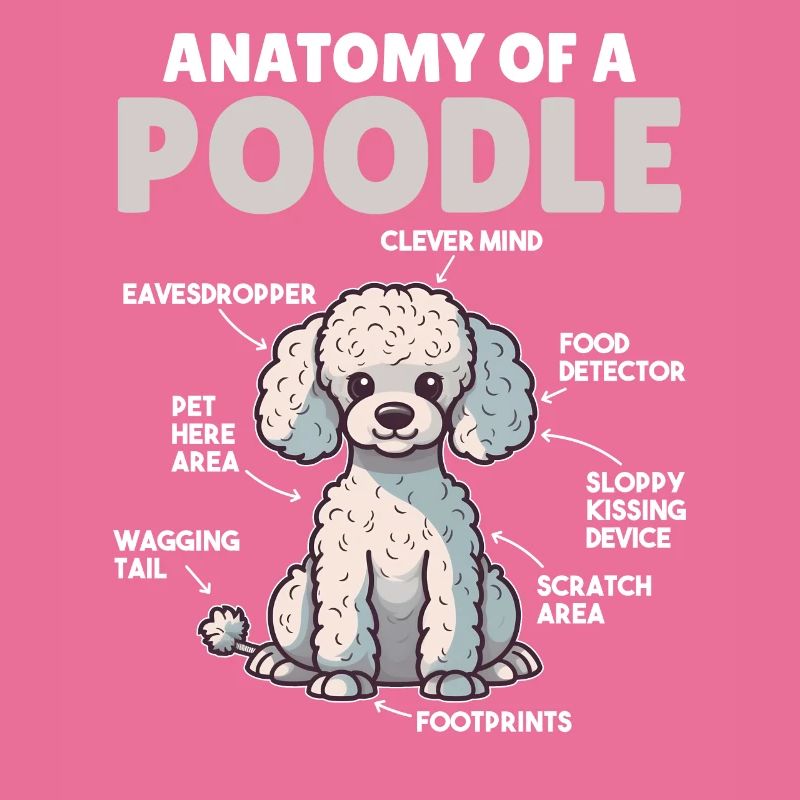 Explication du chien Anatomie d’un caniche