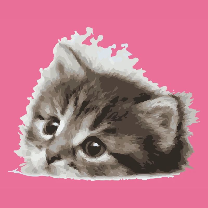 Bébé chat