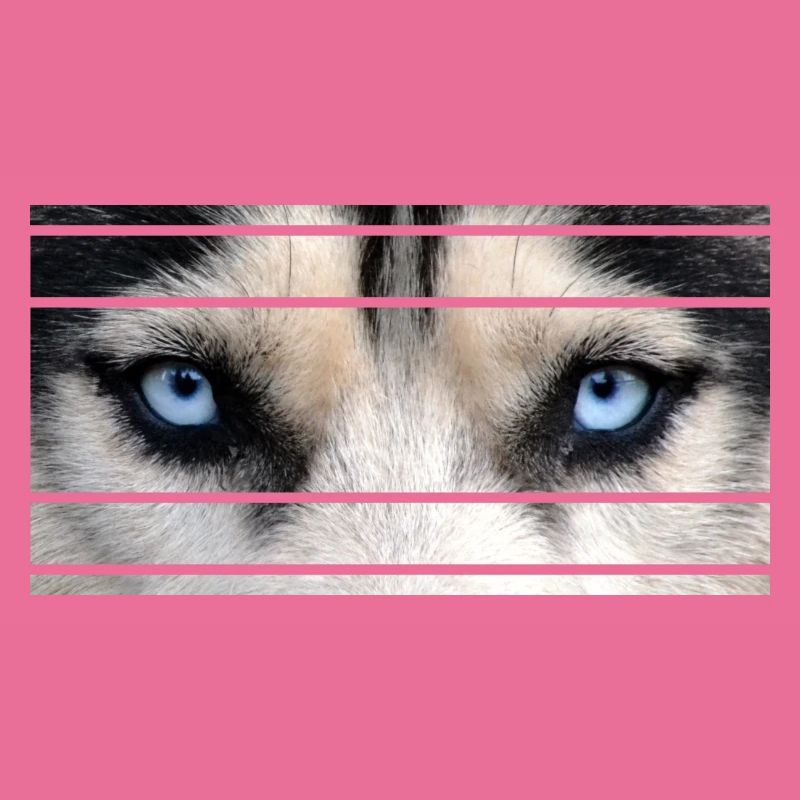 Husky Augen