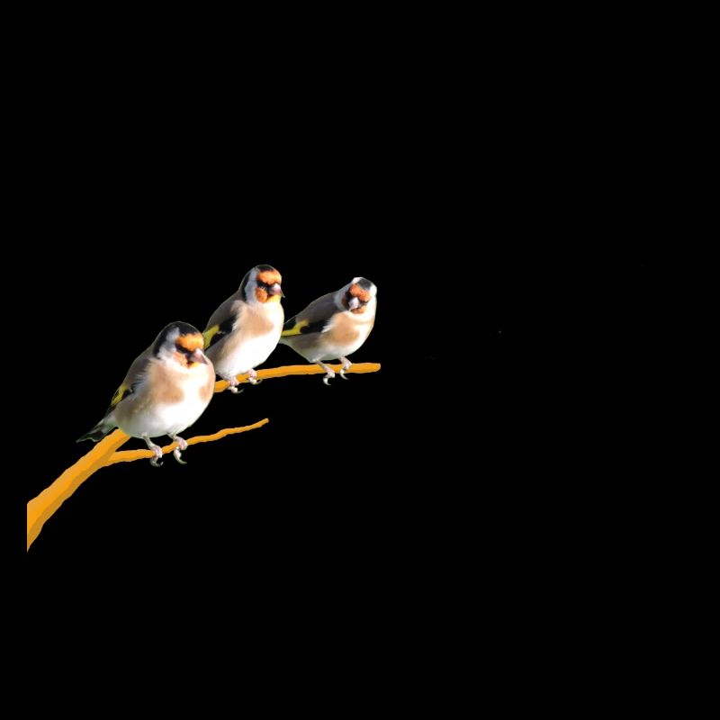 Chardonnerets élégants sur une branche