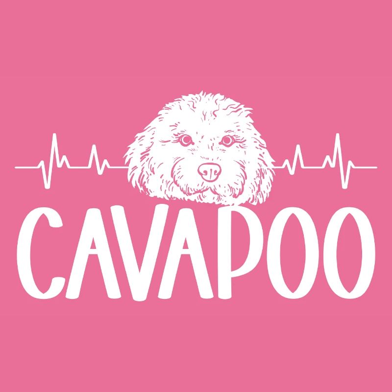 Cavapoo Cavoodle Capoodle Chien