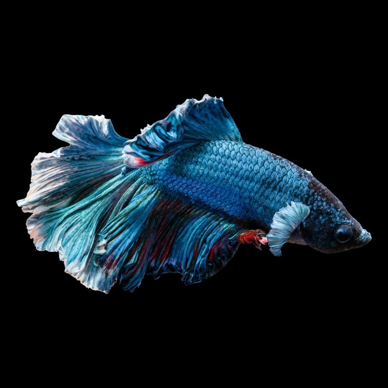 Siamesischer Kampffisch - Siam Betta