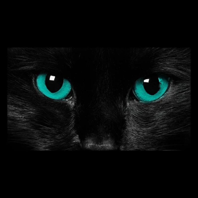 Katze
