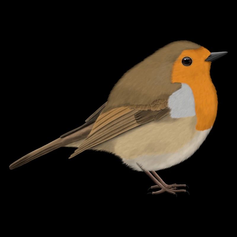 Rotkehlchen Vogel Vogelfreund Vogelbeobachter