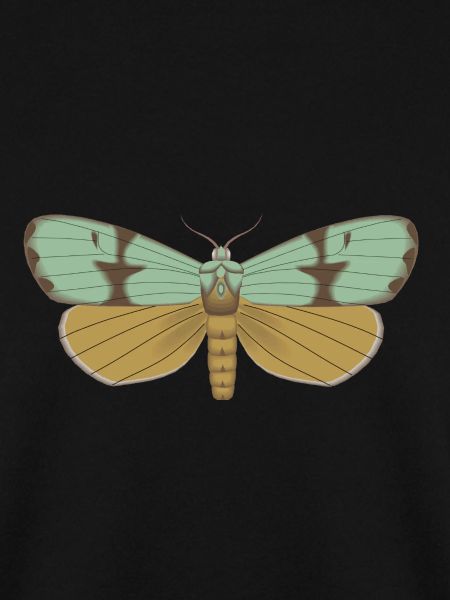 Schmetterling 115