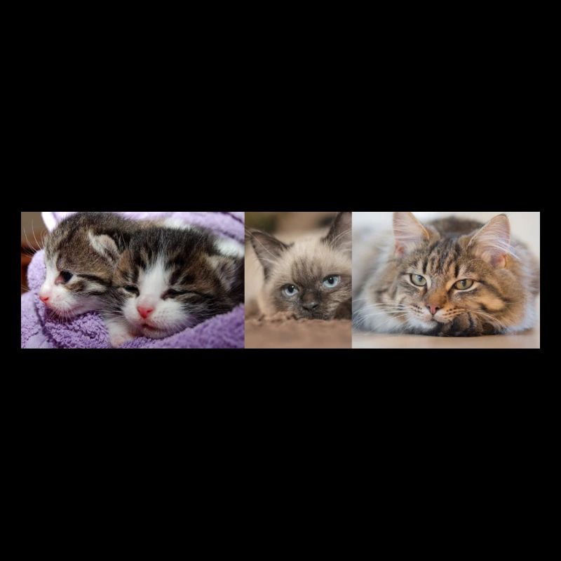 Chats