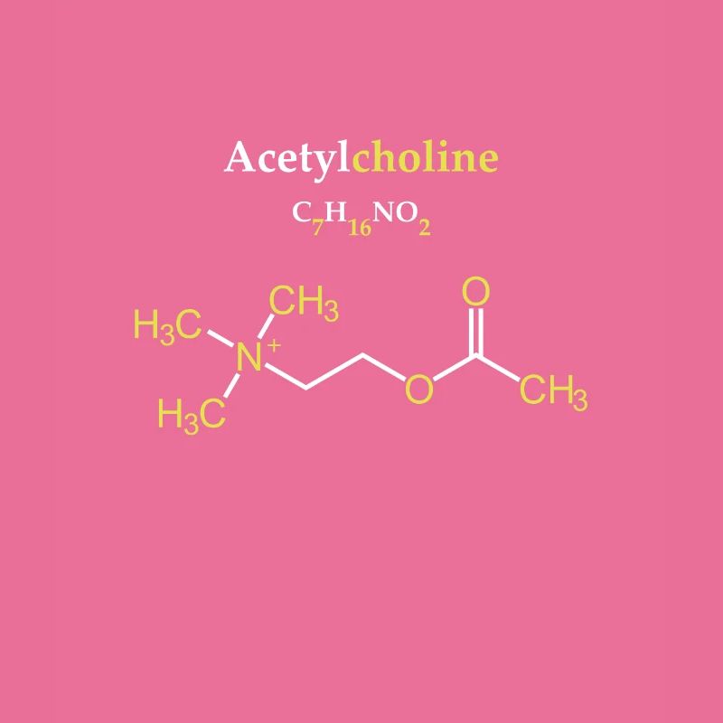 Acetylcholin-Molekül
