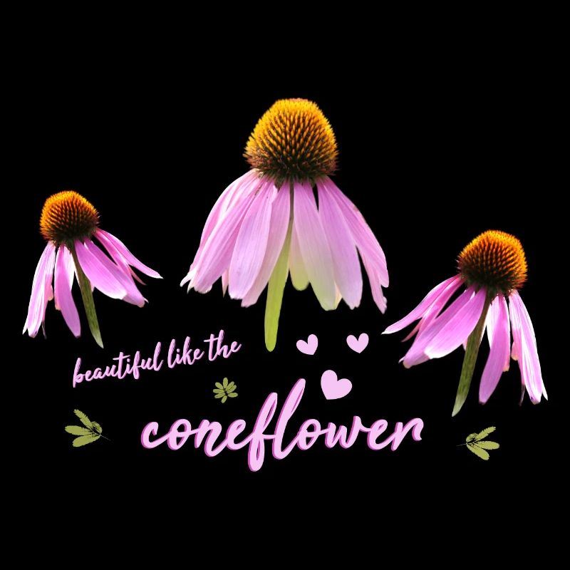 Coneflower Sonnenhut