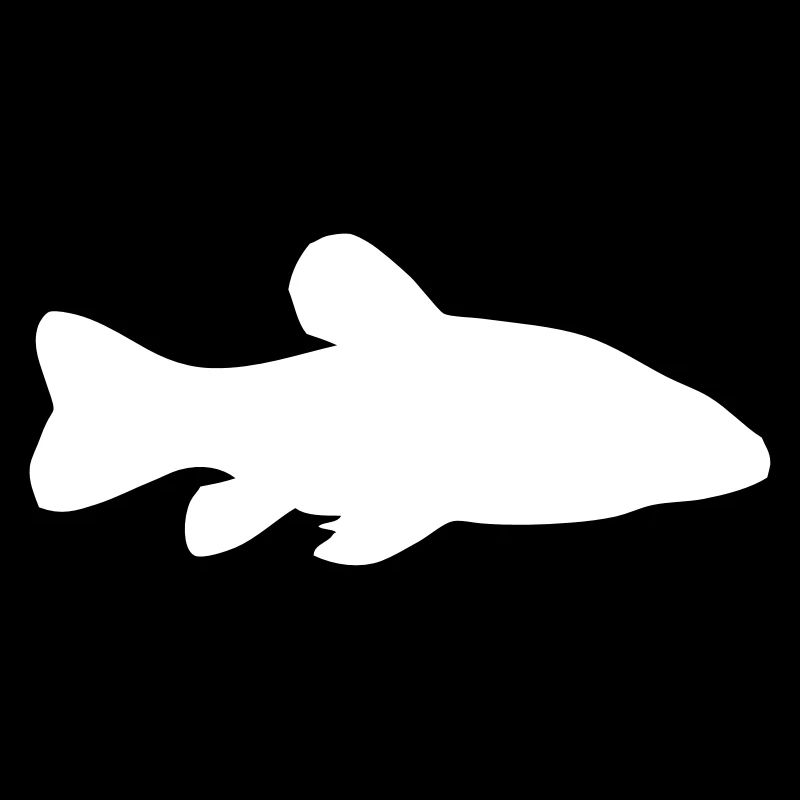 Schleie - Fisch - Fish
