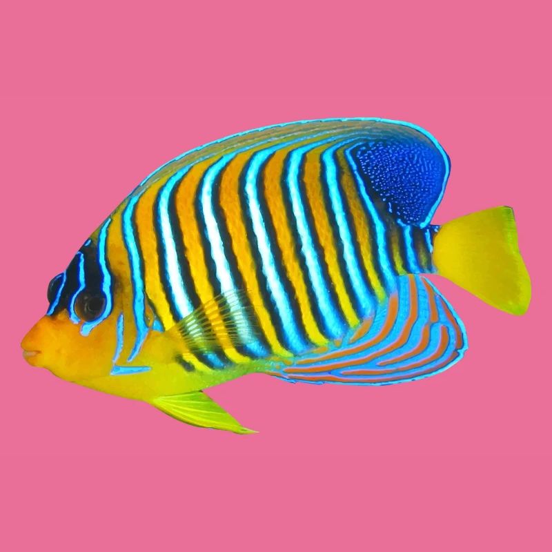 Fisch