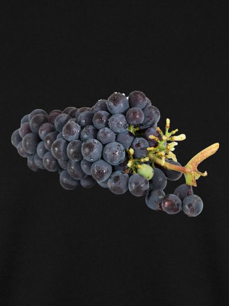 Tasty grapes