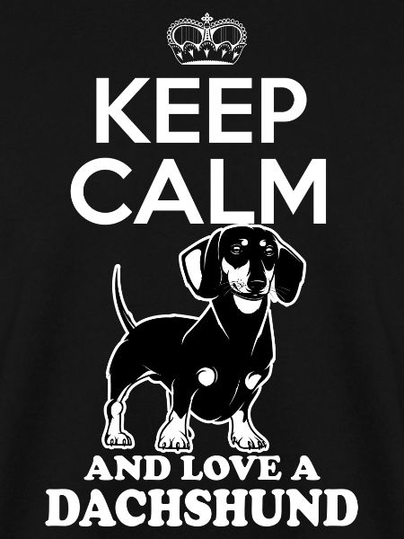 Dachshund