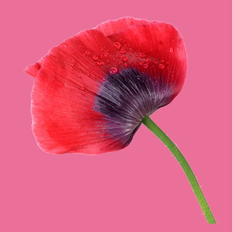 Mohn. poppy