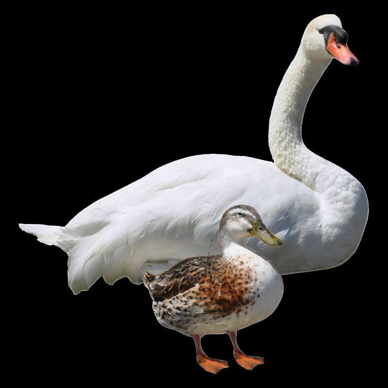 Schwan