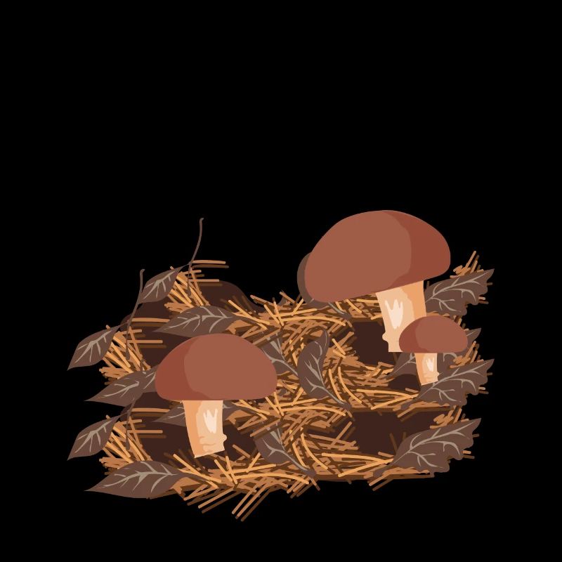Champignons cueillettes cueillettes champignons