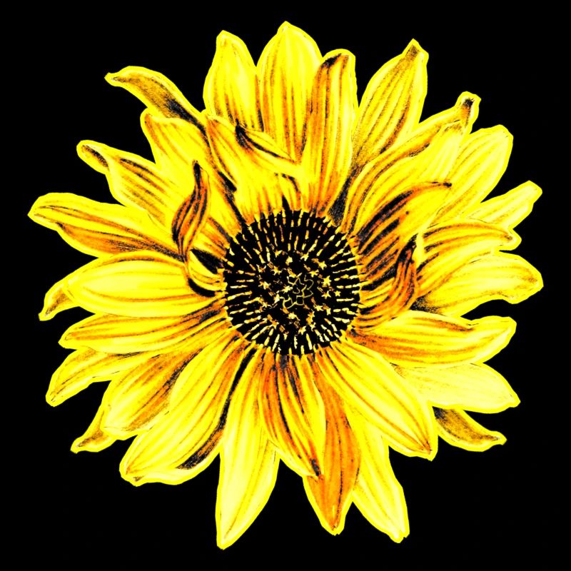 Blume, gelbe Blume