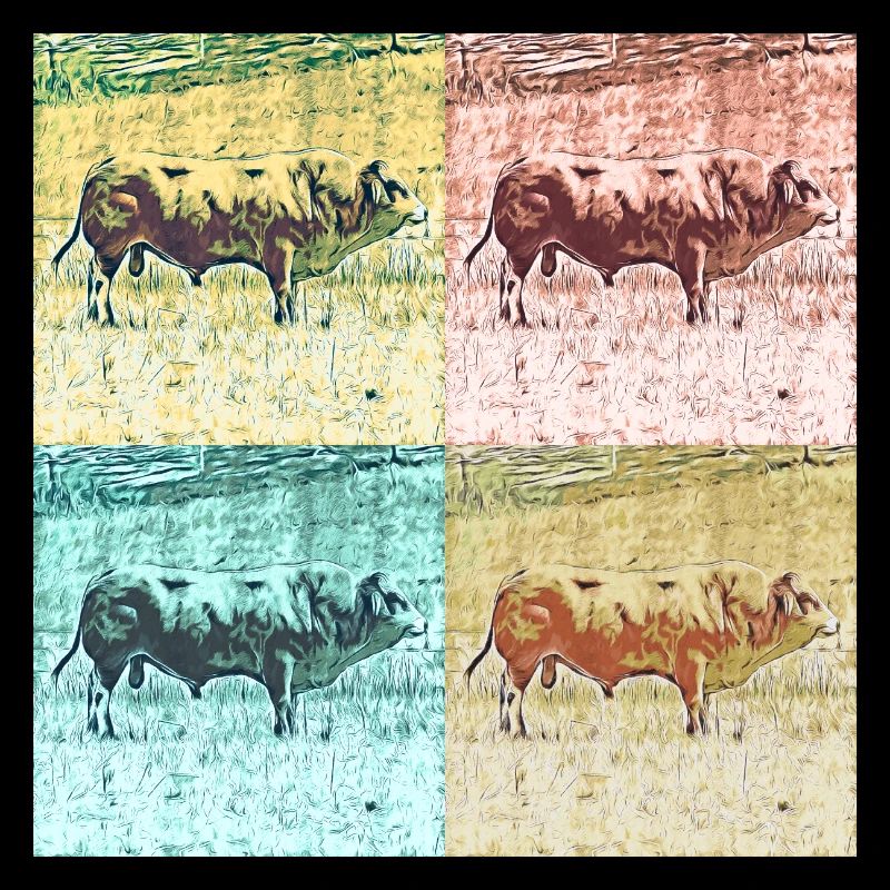 Schwarzwälder Bulle, Stier, Collage
