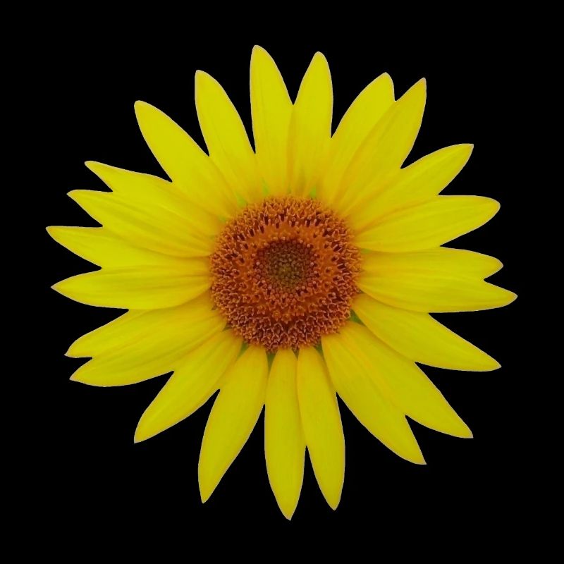 Tournesol