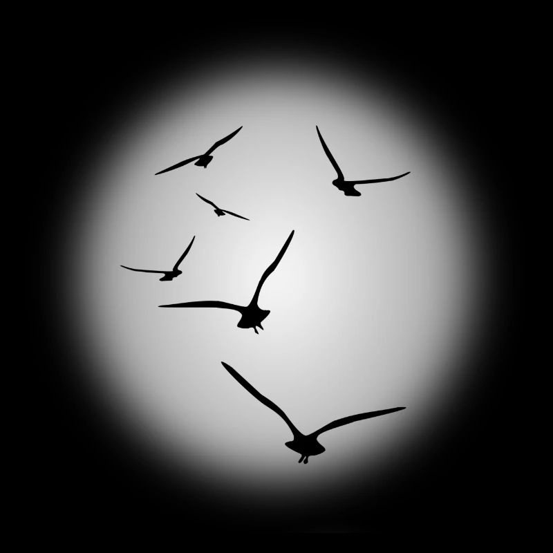 vol d'oiseaux