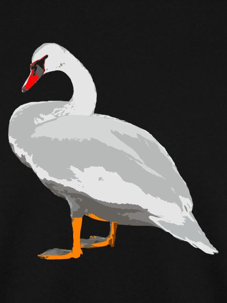 schwan vogel wasser