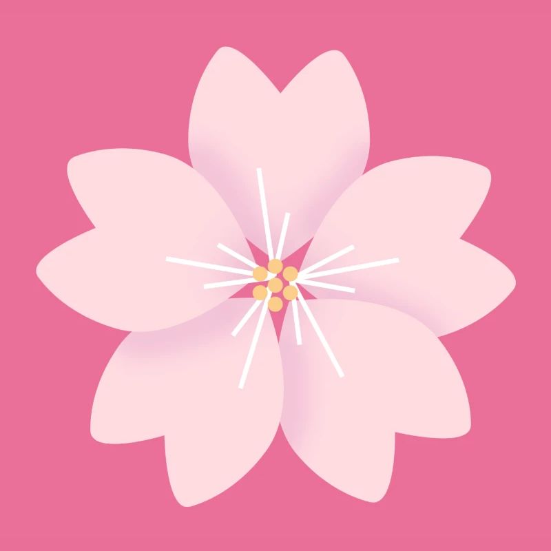 Kirschblüte