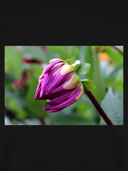 Dahlie rot violett Blüte ,Blume