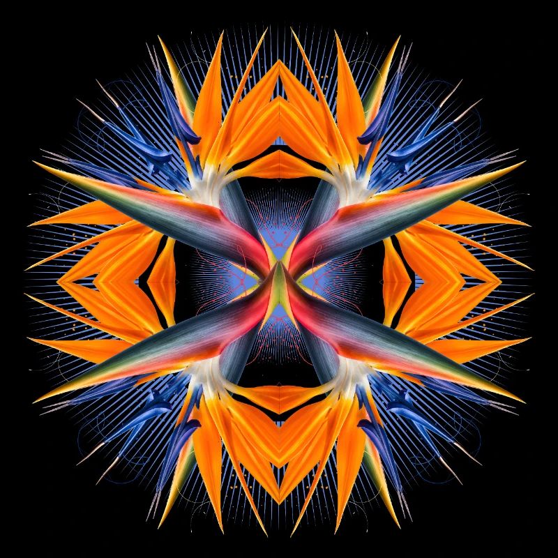 Mandala Paradiesvogelblume Abstrakte Tropical Art