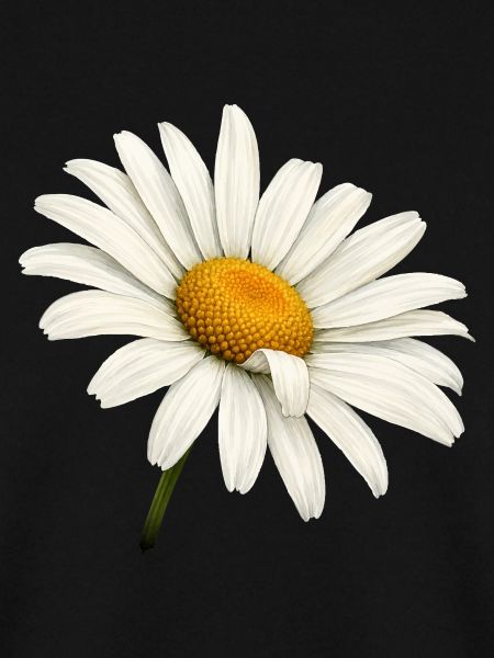Weiße Margeritenblüte Natur Blumen Design 