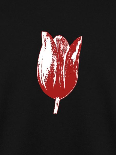 Tulpen Tulpen