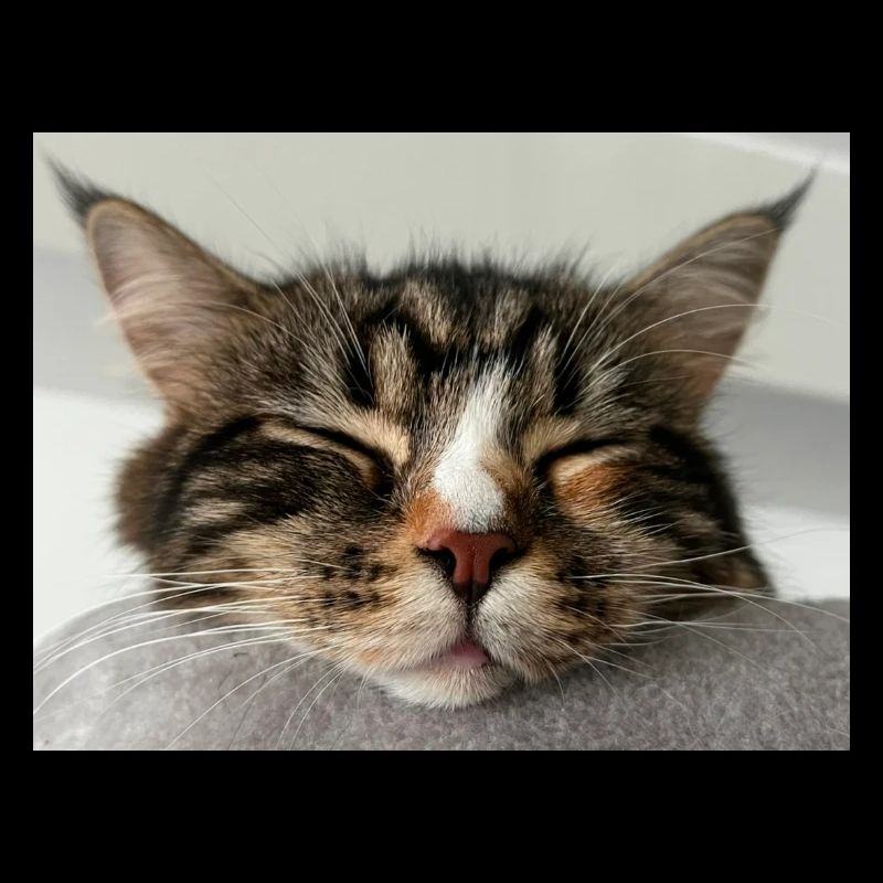 Katze