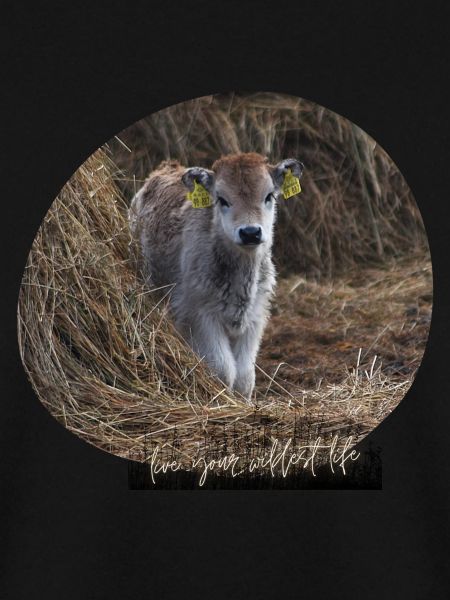 Highland Kalb