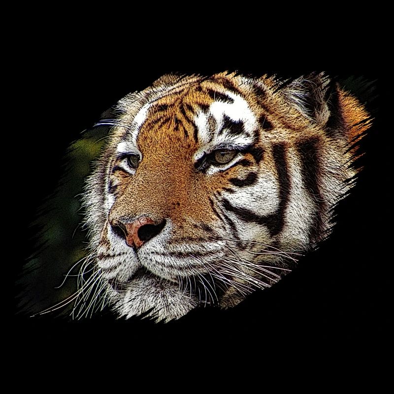 tigre
