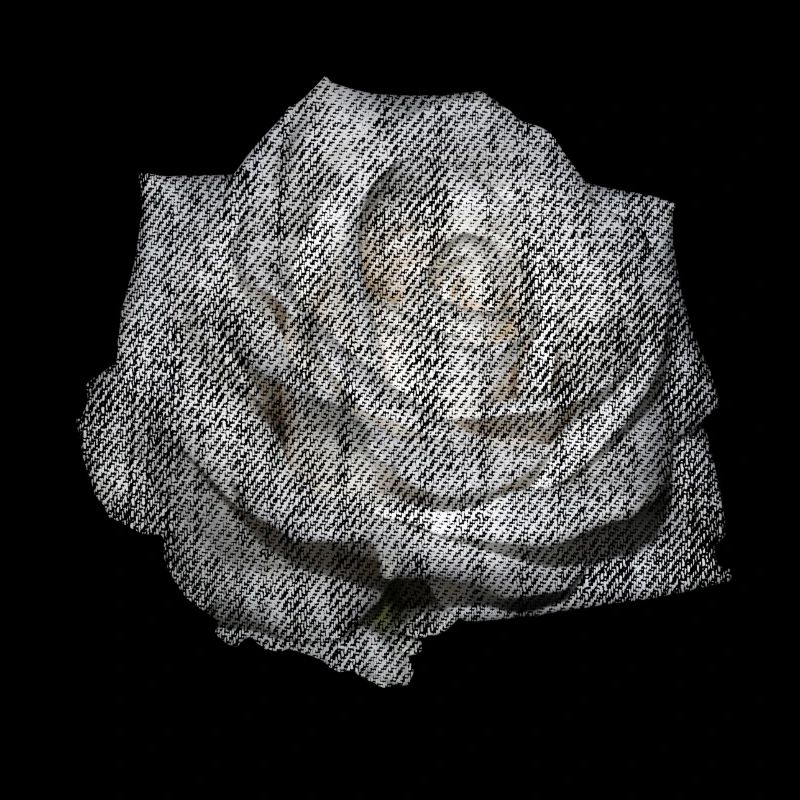 FLOWER White Rose White